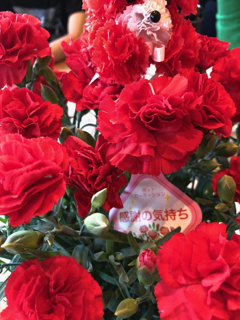 母の日カーネーション２