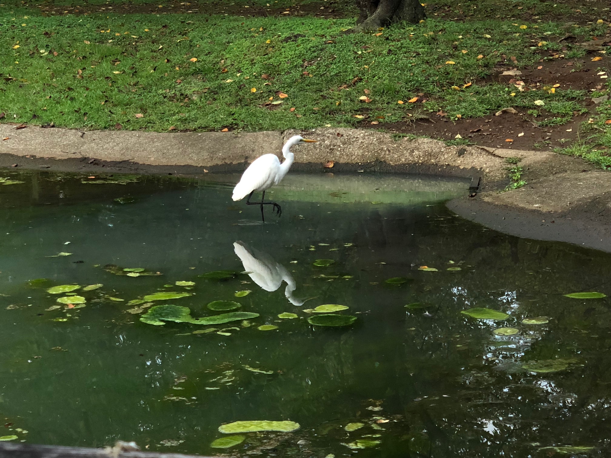 ラビさん鷺写真