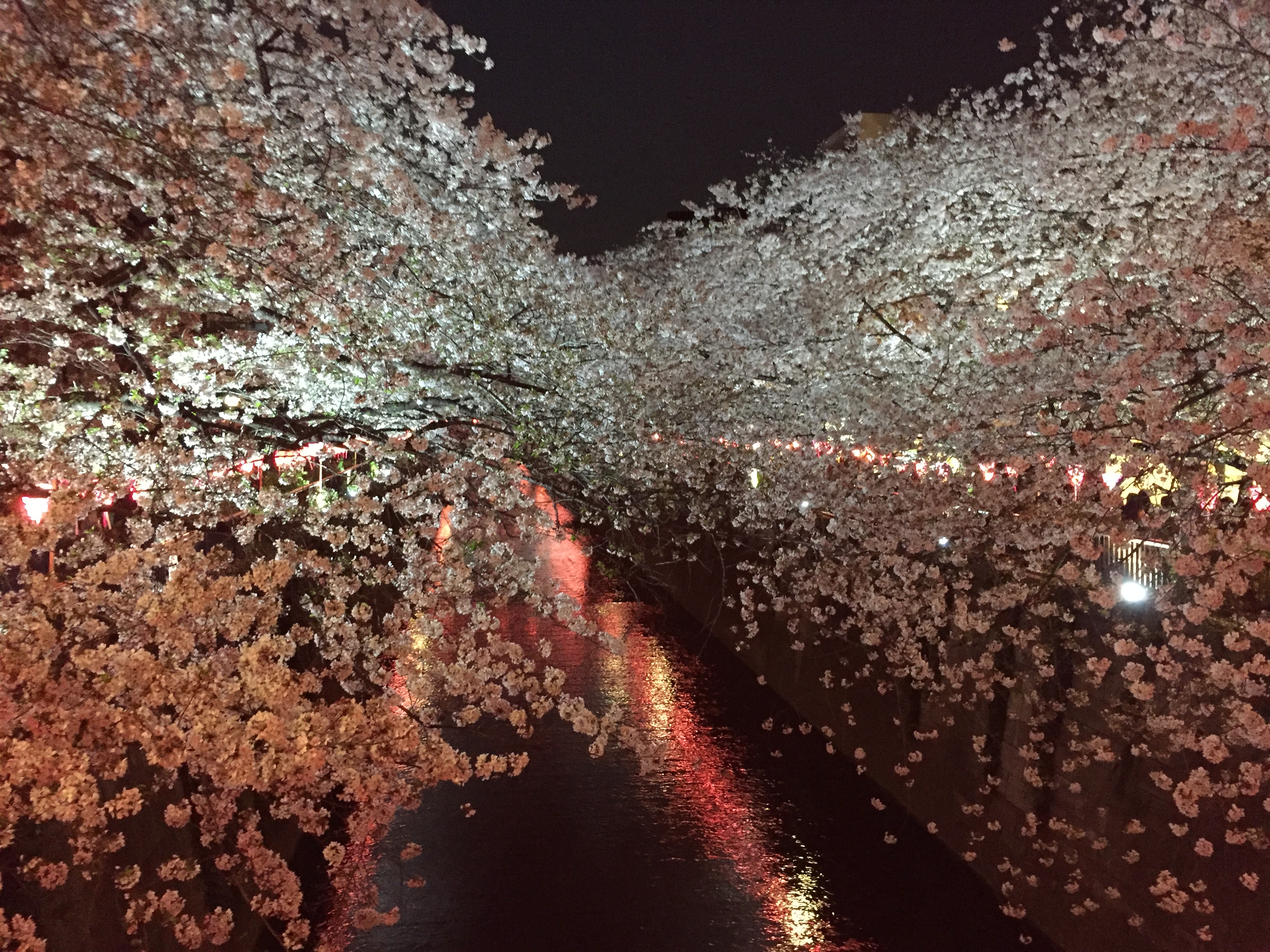 目黒川桜祭り