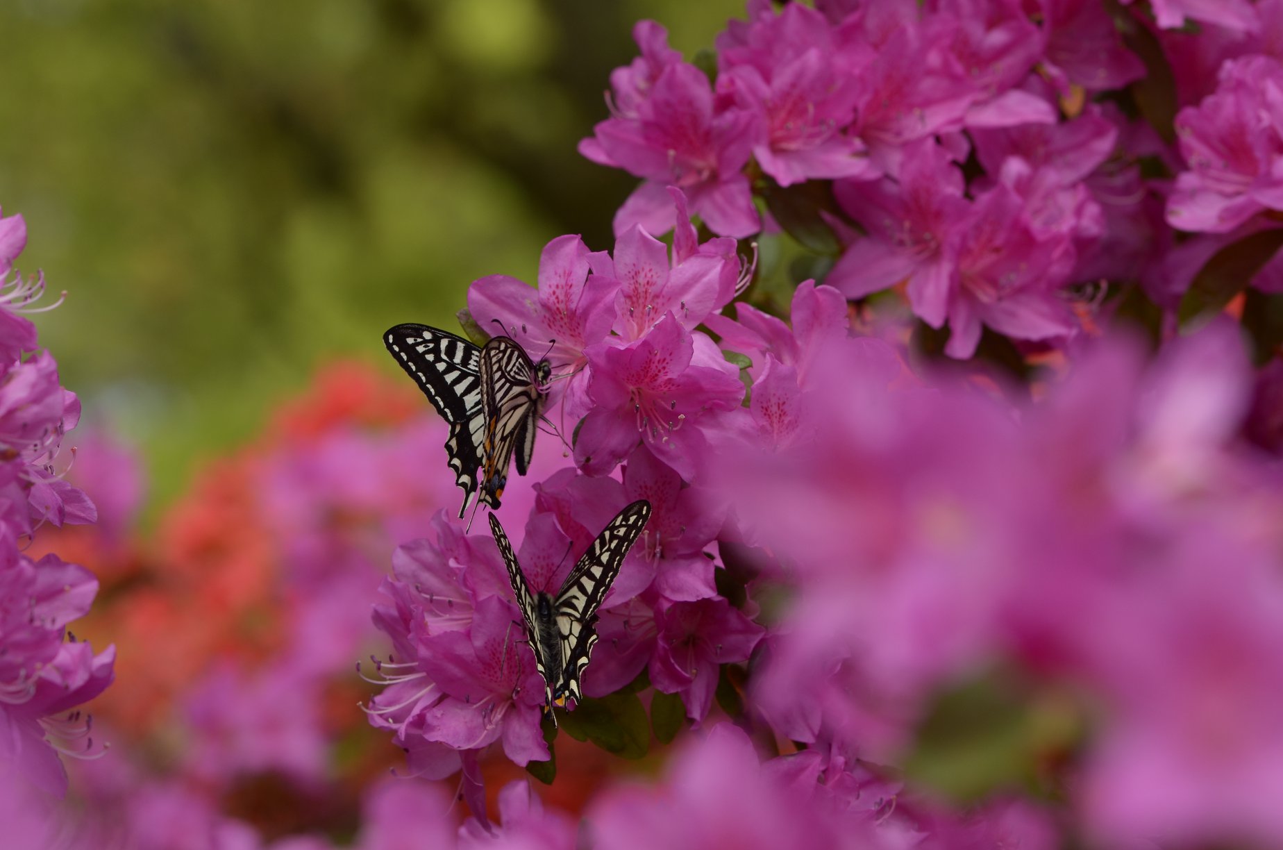 ツツジとアゲハチョウ
